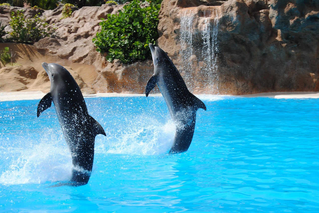 Dolphin Cove