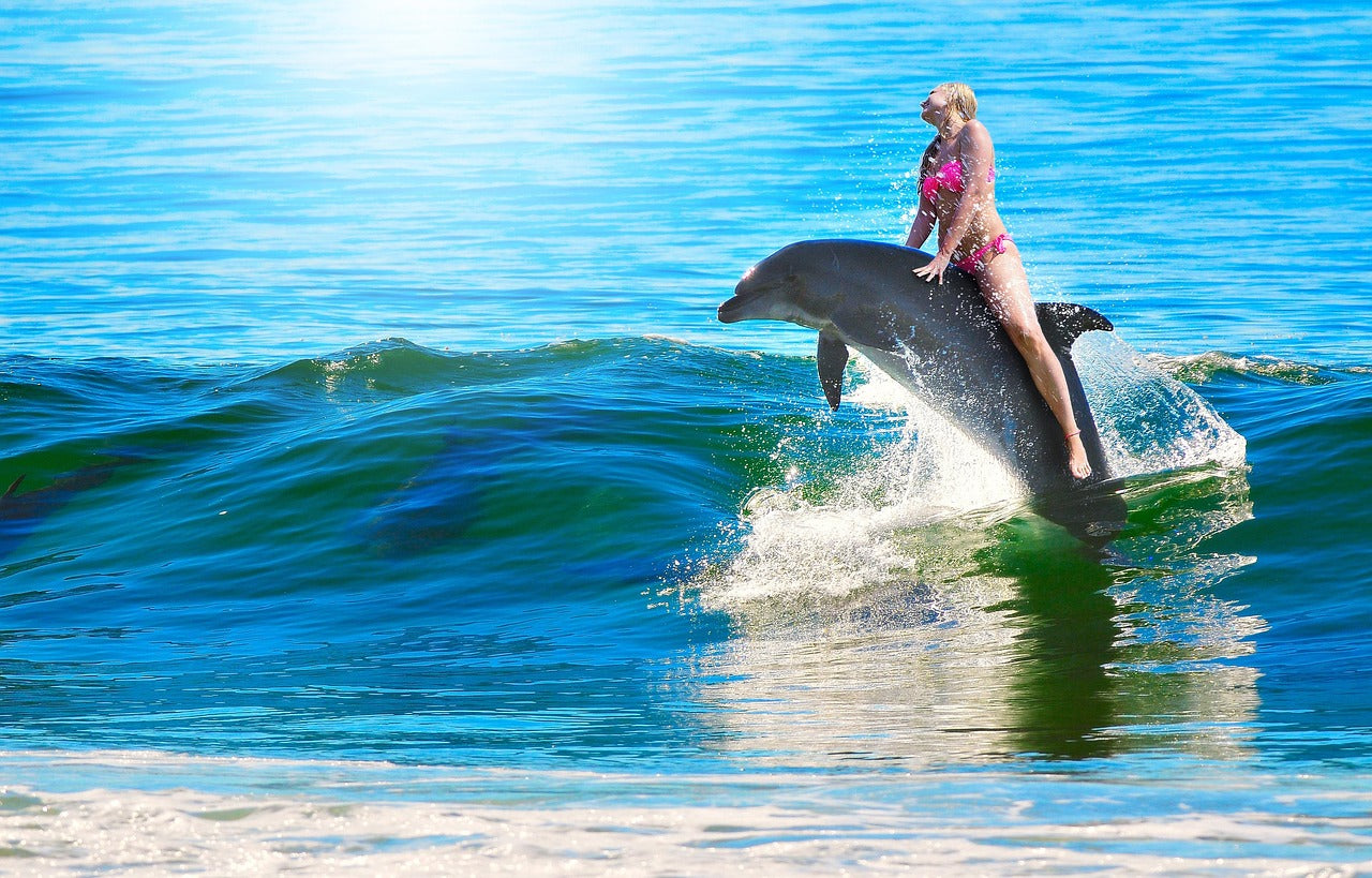 Dolphin Cove